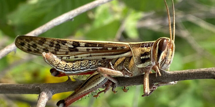 Bajo control brote de langosta voladora en el volcán Las Víboras