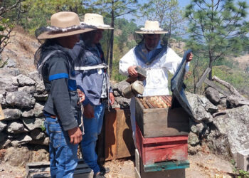 Brindan capacitación de apicultura en Colotenango