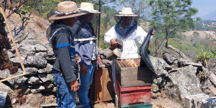 Brindan capacitación de apicultura en Colotenango