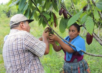 Cacao de Petén un impulso a la economía nacional