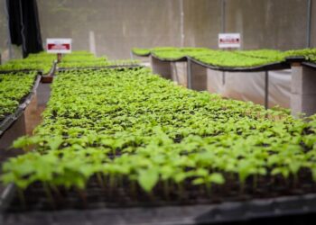 Conozca el procedimiento para obtener pilones de hortalizas en Petén