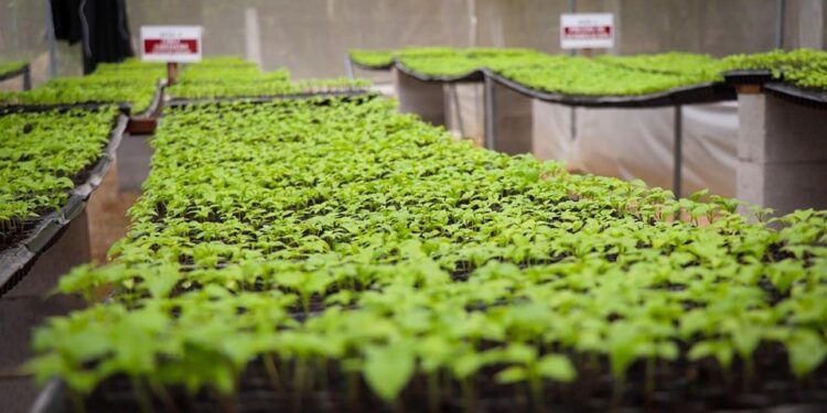 Conozca el procedimiento para obtener pilones de hortalizas en Petén