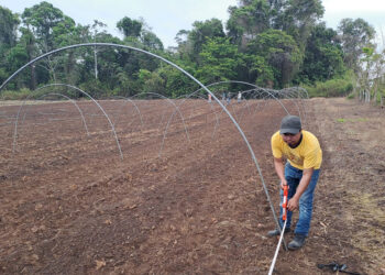 Construyen macrotúneles para siembra de hortalizas en Petén