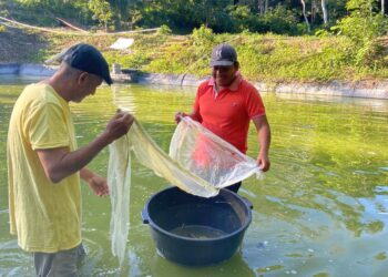 Crece producción de alevines en Petén