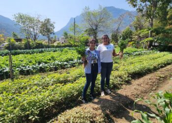 Diversifican cultivos familiares en Santo Domingo Las Flores, Huehuetenango