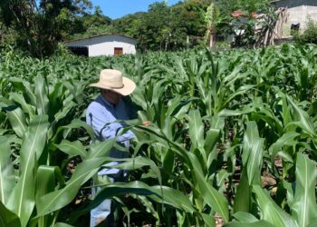 En Jutiapa ya utilizan plaguicidas orgánicos