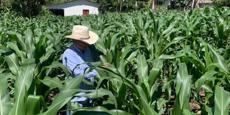 En Jutiapa ya utilizan plaguicidas orgánicos