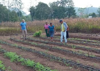 Entregan cuatro mil pilones de berenjena en Petén