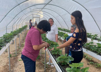 Fomento Agrícola en Pachalum, Quiché