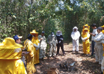 Fortalecen capacidades en Apicultura Tropical en Petén