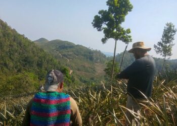 Fortalecen producción de piña en Petén