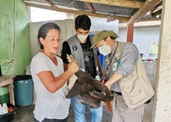 Guatemala fortalecerá acciones preventivas para evitar gripe aviar