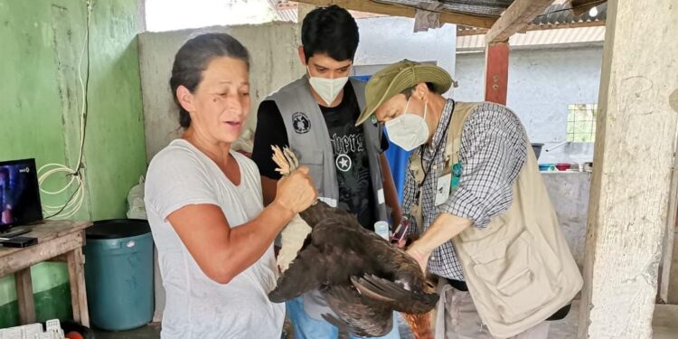 Guatemala fortalecerá acciones preventivas para evitar gripe aviar