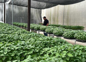 Hortalizas tropicalizadas un impulso para el desarrollo agrícola en Petén