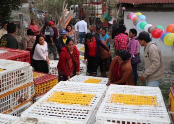 Impulsan la producción avícola en Cuilco, Huehuetenango
