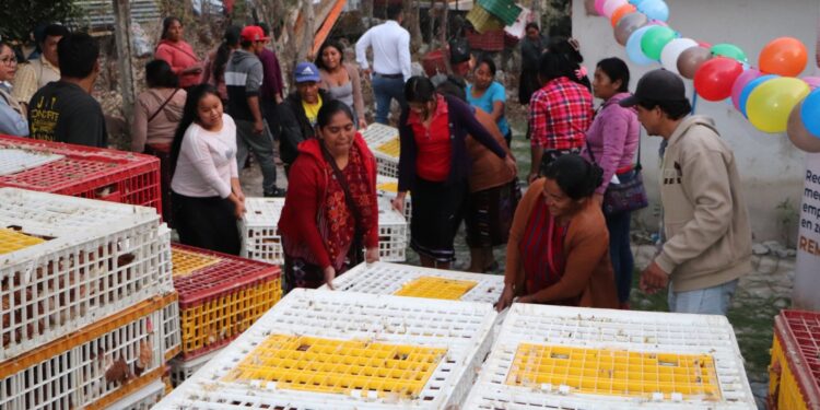Impulsan la producción avícola en Cuilco, Huehuetenango