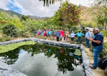 Impulsan producción de tilapia en el corredor seco