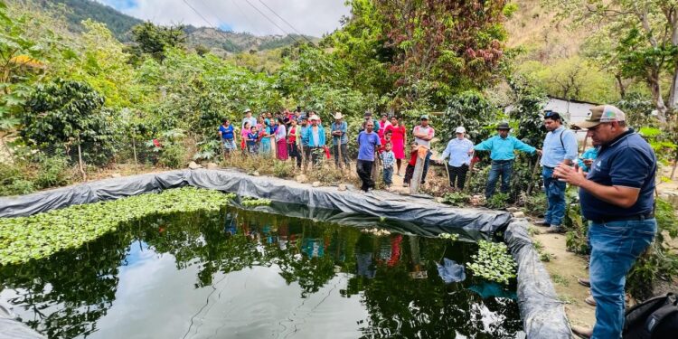 Impulsan producción de tilapia en el corredor seco