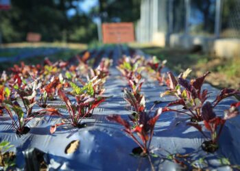 Inauguran Escuela Técnica de Campo para la Alimentación Escolar en Retalhuleu