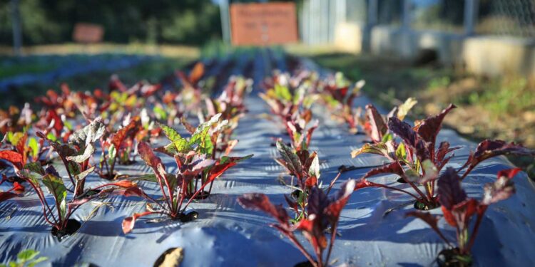 Inauguran Escuela Técnica de Campo para la Alimentación Escolar en Retalhuleu