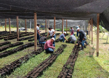 Incrementan producción de plántulas de cacao en Petén