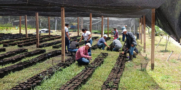 Incrementan producción de plántulas de cacao en Petén