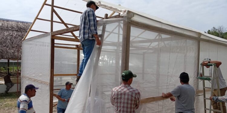 Invernaderos impulsan la diversificación agrícola en Petén