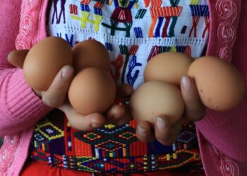 Licencias para manipulación de huevos son claves para garantizar calidad