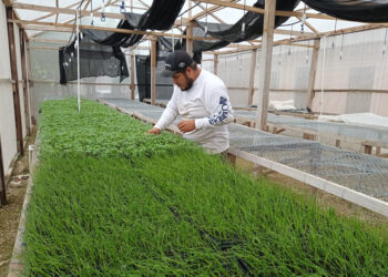 Mejoran calidad de pilones en Petén