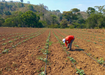 Mejoran producción de melón en Petén