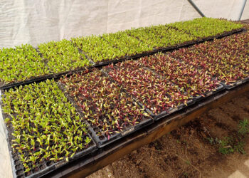 Monitorean producción de pilones de hortalizas en Totonicapán