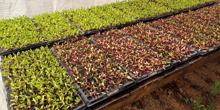 Monitorean producción de pilones de hortalizas en Totonicapán