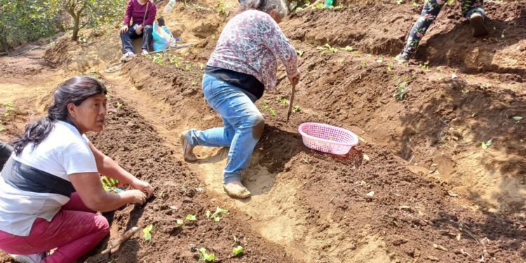 Mujeres de Sacatepéquez se capacitan en técnicas de trasplante de hortalizas