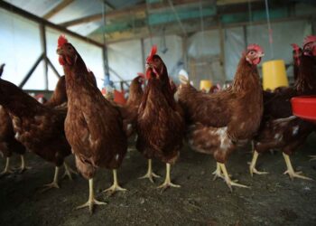 Optimizan capacidades para la prevención de la influenza aviar en el país