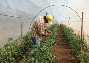 Potencian cultivos de tomate en Petén