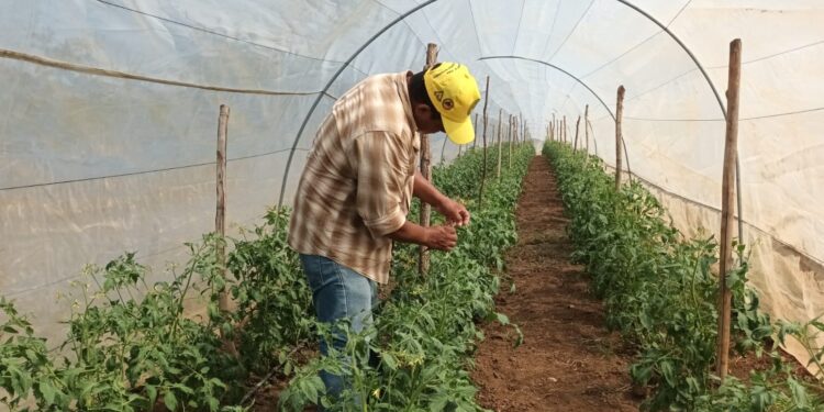 Potencian cultivos de tomate en Petén