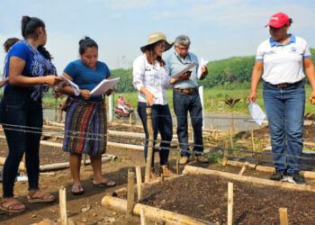 Preparan 100 mil plantas para cultivarlas en Suchitepéquez