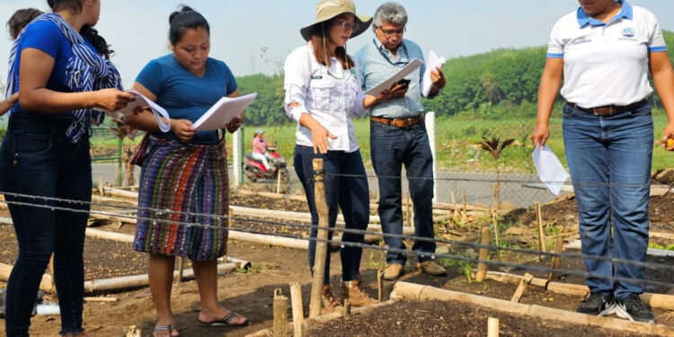 Preparan 100 mil plantas para cultivarlas en Suchitepéquez