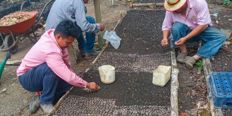 Producirán 400 mil plántulas forestales