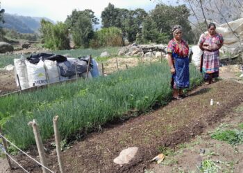 Productoras de cebolla reciben apoyo técnico para la implementación de parcelas de aprendizaje