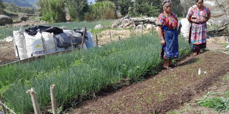 Productoras de cebolla reciben apoyo técnico para la implementación de parcelas de aprendizaje