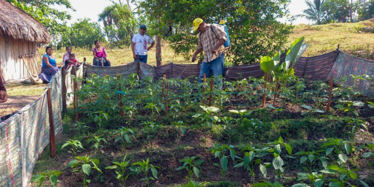 Productores peteneros aprenden la fertilización foliar y el control de plagas