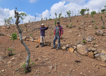 Promueven la conservación de suelos en Zacapa para mejorar la productividad agrícola