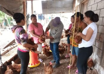 Promueven prácticas avícolas sostenibles y saludables en Petén