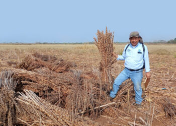Protegerán cultivos de la proliferación de la langosta voladora