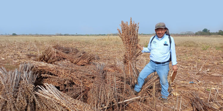 Protegerán cultivos de la proliferación de la langosta voladora