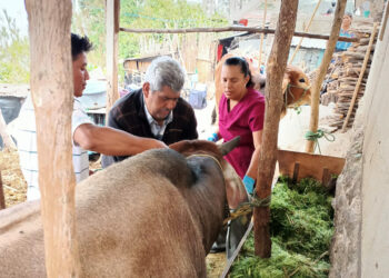 Realizan jornada de desparasitación y manejo de plagas en ganado bovino en Sololá