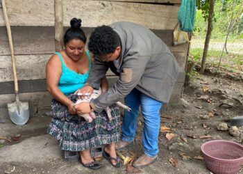 Refuerzan control de enfermedades porcinas en Petén