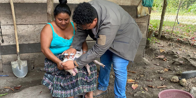 Refuerzan control de enfermedades porcinas en Petén
