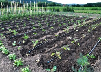 Riego por goteo brinda agua y nutrientes en la medida justa a los cultivos